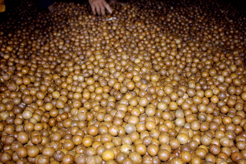 Nông dân vùng cao nguyên giàu lên nhờ trồng cây 3 sao - 2 Nông dân vùng cao nguyên giàu lên nhờ trồng cây 3 sao - 2