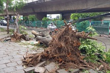 Hải Phòng ngổn ngang cây xanh gãy đổ sau khi bão quét qua