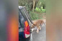 Video: Hổ cố "ăn thịt" xe hơi một cách khó hiểu