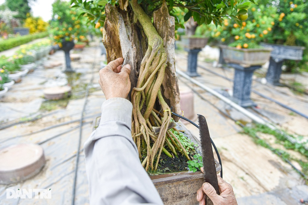 Loại quất có rễ chồi khỏi đất, hình dáng lạ hút khách săn lùng - 4 Loại quất có rễ chồi khỏi đất, hình dáng lạ hút khách săn lùng - 4