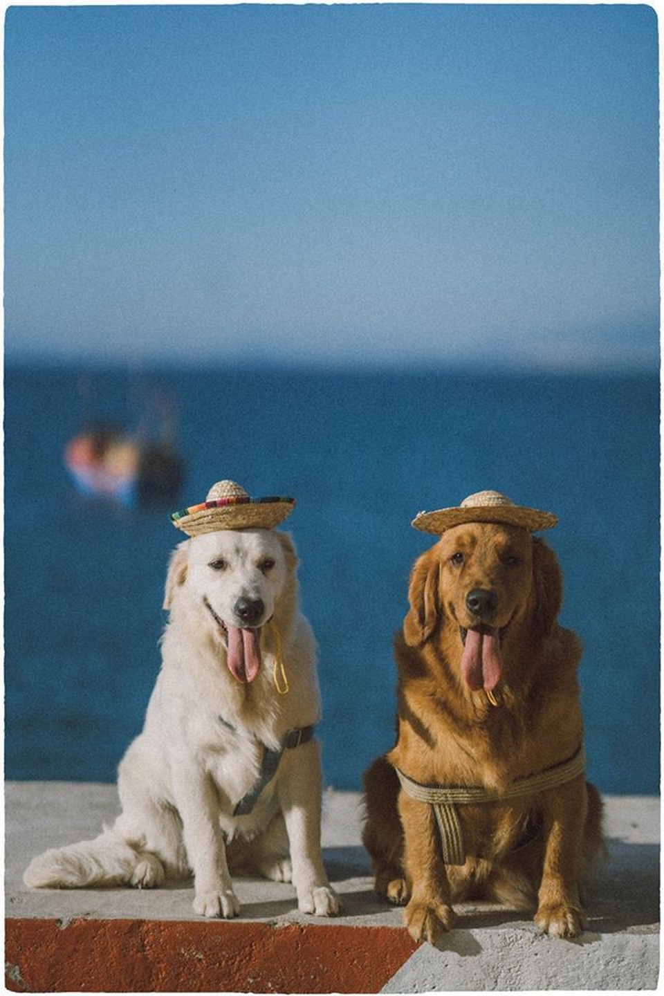 Phú Yên đẹp mê li qua lăng kính của nhiếp ảnh gia trẻ và 2 chú chó cưng - 4