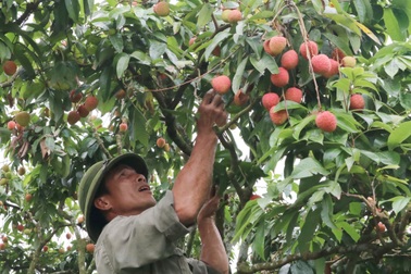 Vải sớm chín rộ, nông dân Hải Dương tất bật thu hoạch