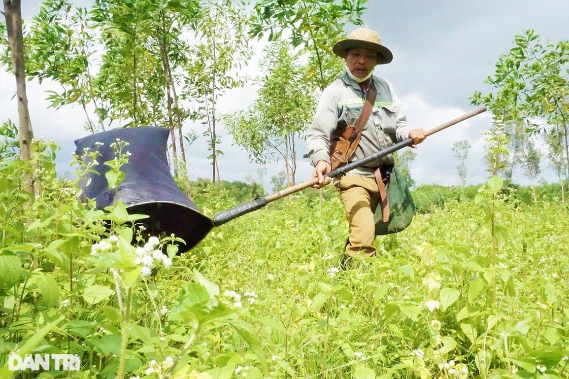 Theo chân thợ săn cào cào, châu chấu đỉnh có tiếng ở Đà thành - 3 Theo chân thợ săn cào cào, châu chấu đỉnh có tiếng ở Đà thành - 3