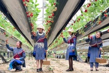 Bỏ việc, cắm sổ đỏ đi trồng dâu tây: Đón 3 vạn khách, thu 3 tỷ đồng mỗi năm