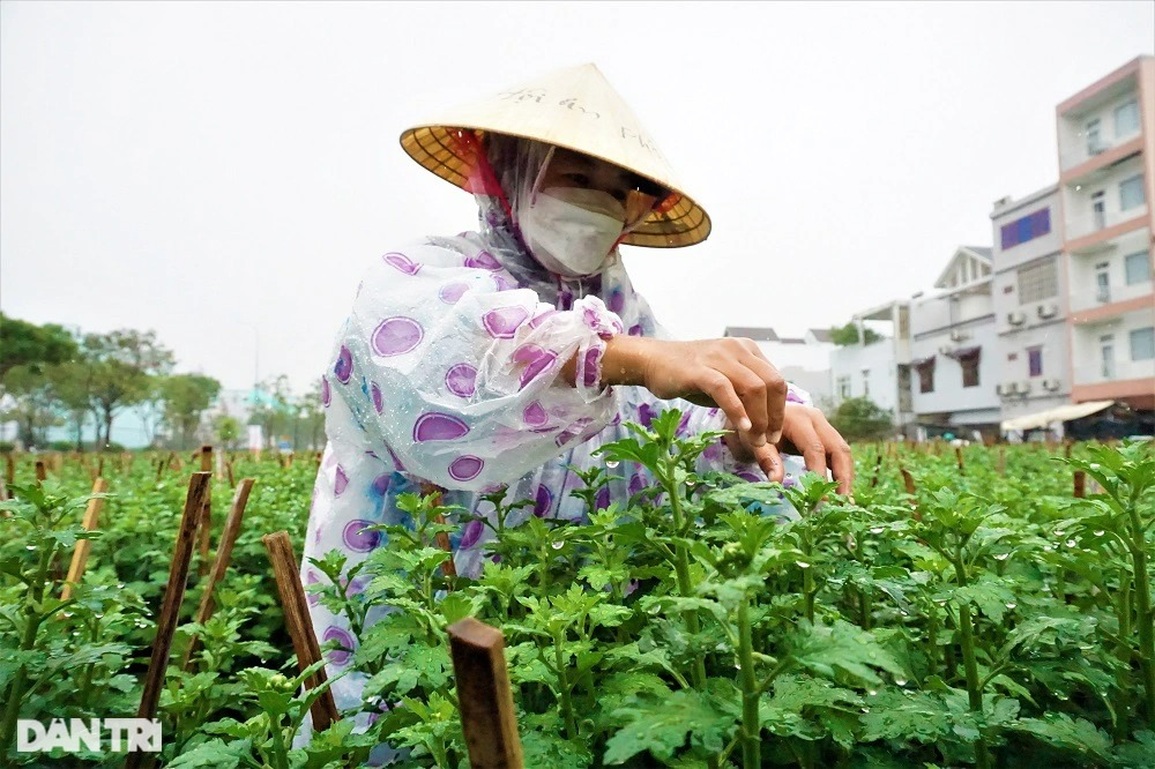 Đội mưa ngắt hoa, bẻ nụ, gom tiền những ngày cận Tết - 7 Đội mưa ngắt hoa, bẻ nụ, gom tiền những ngày cận Tết - 7