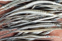 3-4 triệu đồng/kg cá lìm kìm gai khô, vẫn không biết để làm gì?