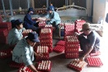 Tập đoàn ANT: Top đầu các thương hiệu thức ăn chăn nuôi