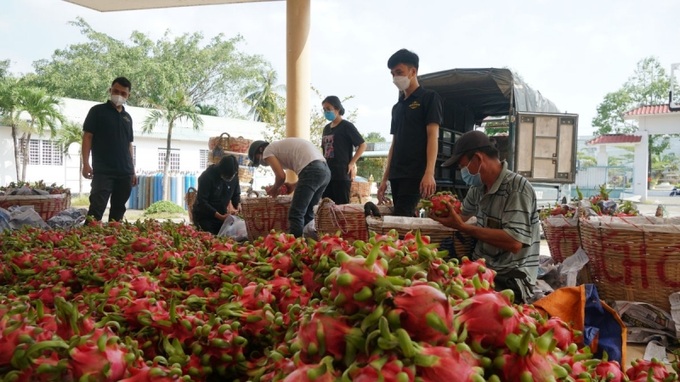 Trong 3 ngày, điểm bán hàng sẽ hỗ trợ tiêu thụ 5 tấn thanh long ruột đỏ cho nông dân Chợ Gạo, Tiền Giang.