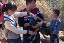 Du khách Trung Quốc ngang nhiên nhổ hết lông đuôi chim công trong sở thú