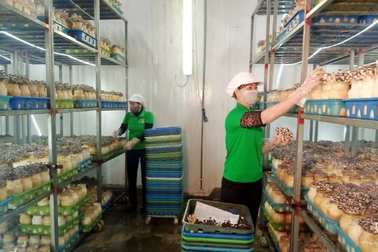 Ngành nông nghiệp Vĩnh Phúc đẩy mạnh chuyển đổi số