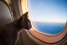 Hy hữu phi công bị mèo tấn công, máy bay hạ cánh khẩn cấp