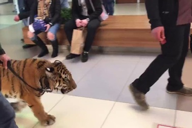 Dắt hổ đi dạo trong trung tâm thương mại