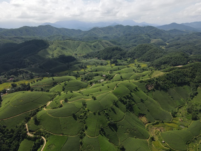 Choáng ngợp vẻ đẹp của đồi chè hình bát úp độc nhất Việt Nam - 9