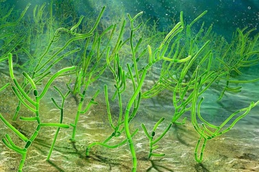 Phát hiện loại rong biển hóa thạch hàng tỷ năm tuổi