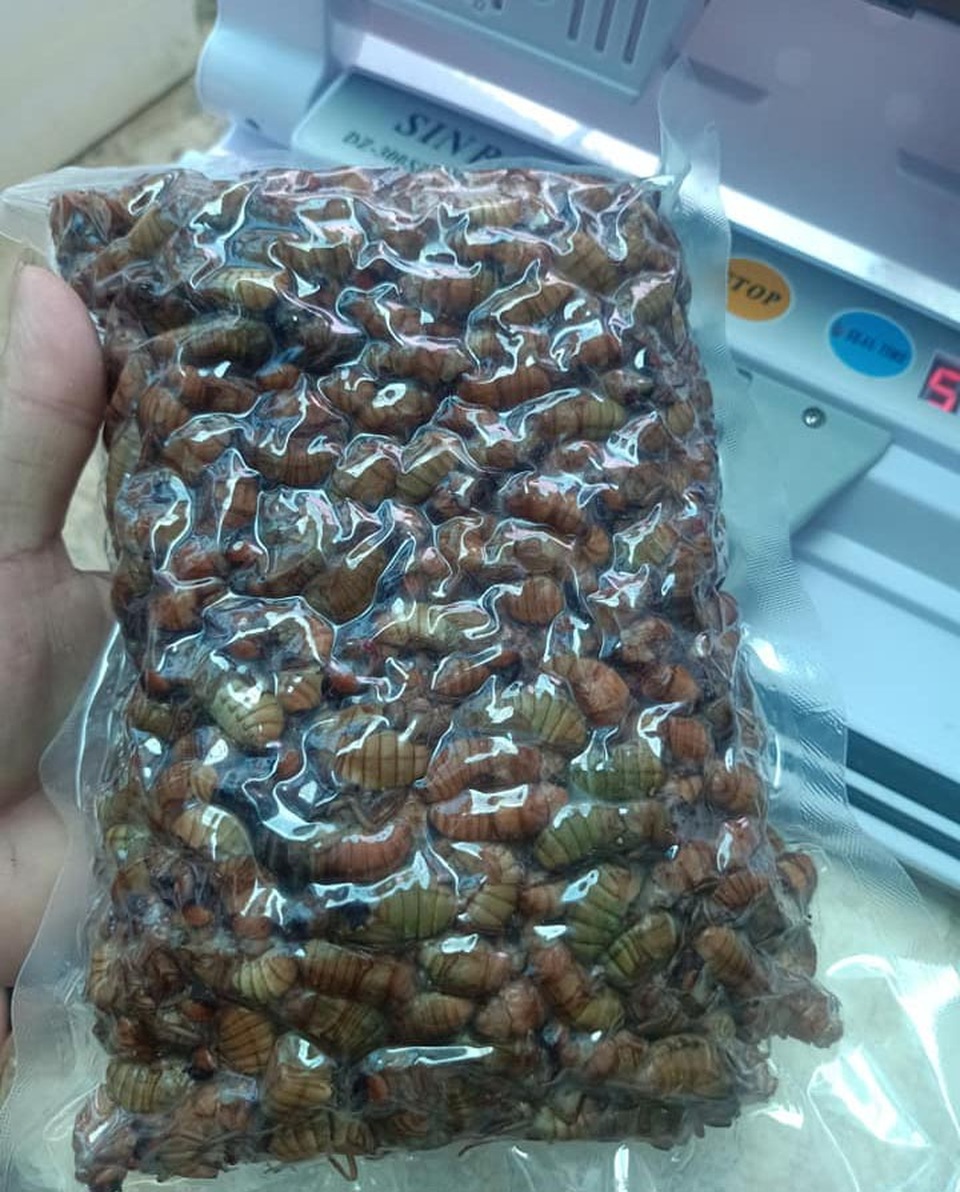 Đắt gấp đôi thịt bò, ve sầu non được hét giá tiền triệu đầu hè - 2 Đắt gấp đôi thịt bò, ve sầu non được hét giá tiền triệu đầu hè - 2