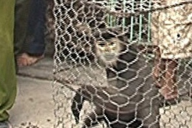 Khởi tố đối tượng buôn bán voọc chà vá chân đen 