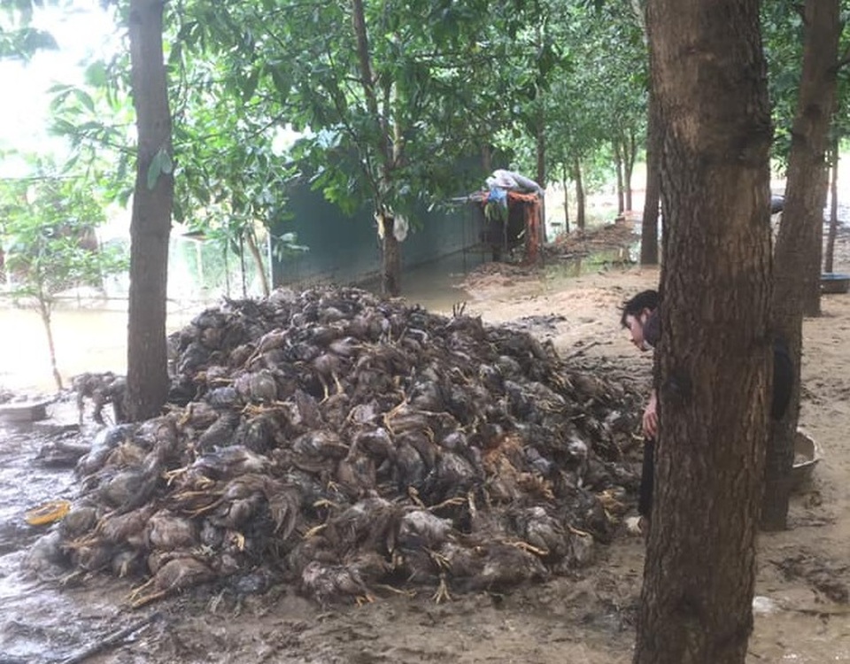 Nghệ An nhiều nơi xác xơ sau lũ - 4 Nghệ An nhiều nơi xác xơ sau lũ - 4