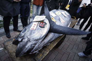 Cá ngừ khổng lồ giá hơn 19 tỷ đồng tại Nhật Bản