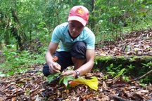 Sâm Ngọc Linh được đưa vào danh mục di sản văn hóa phi vật thể quốc gia