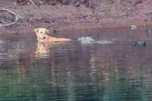 Cá sấu dửng dưng khi gặp chó bơi qua sông, thậm chí còn làm điều khó tin