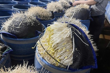 Hàng tấn giá đỗ hóa chất, giò chả hàn the: Tận cùng của sự bất nhân!