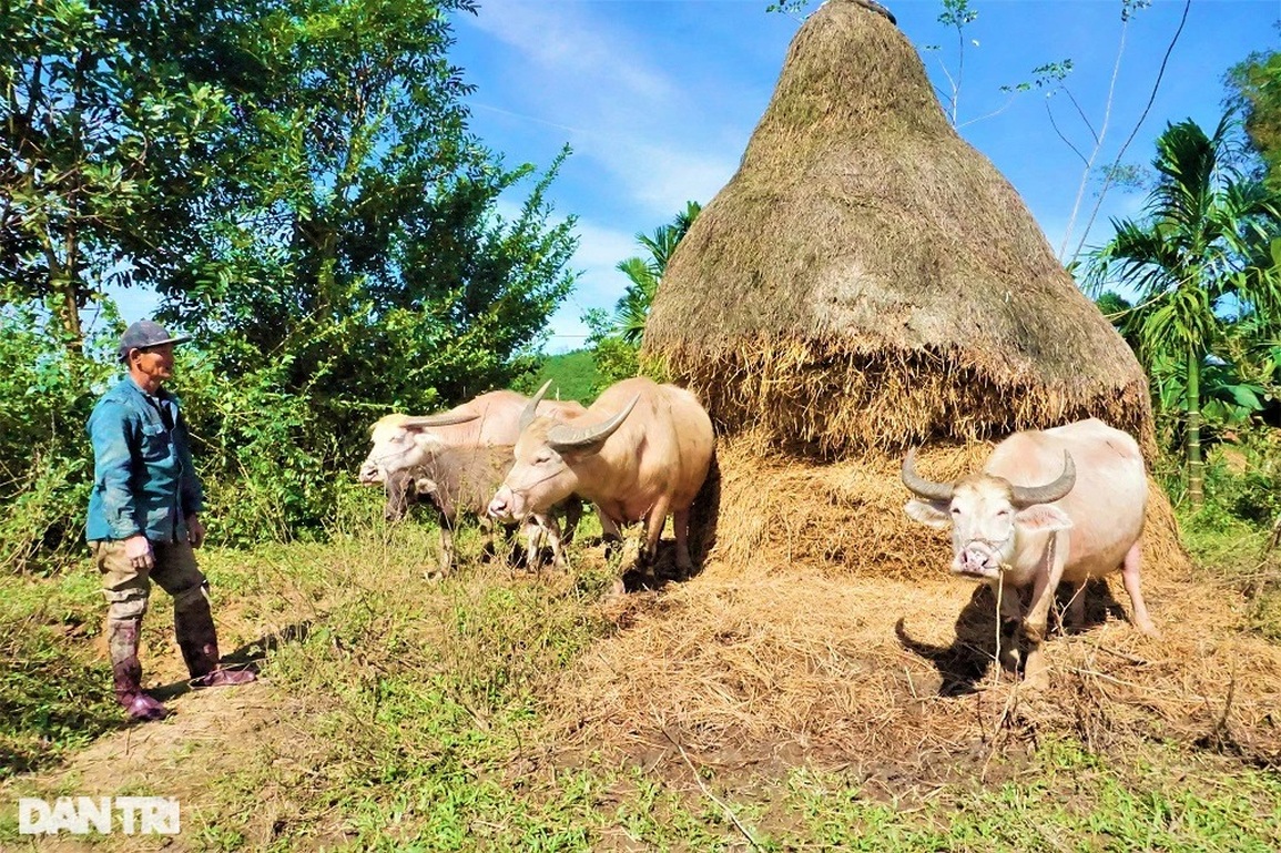 Lạ mắt với đàn trâu trắng muốt, mang lại cơ nghiệp sung túc cho chủ nuôi - 2 Lạ mắt với đàn trâu trắng muốt, mang lại cơ nghiệp sung túc cho chủ nuôi - 2