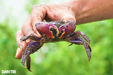 Lão nông Cà Mau tiết lộ bí kíp bắt ba khía cực lạ "đặt con nào dính con đó"