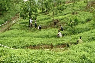 Bộ Y tế quyết nâng cao chất lượng thuốc từ dược liệu