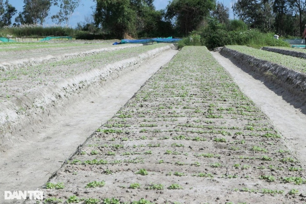 Giá rau tăng gấp 2-3 lần, nông dân chật vật trồng lại vườn sau mưa lũ - 3 Giá rau tăng gấp 2-3 lần, nông dân chật vật trồng lại vườn sau mưa lũ - 3