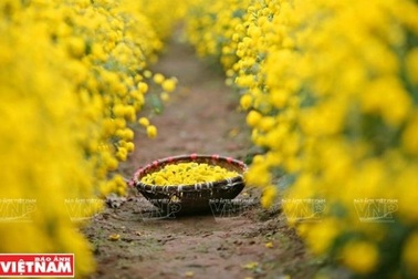 Rộn ràng mùa thu hoạch hoa cúc tiến vua ở thôn Nghĩa Trai