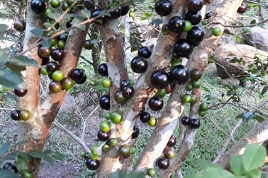 Lừa bán cây cảnh: Kẻ dính án, người "hốt bạc"!