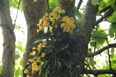 Lan rừng bị "bắt cóc" ra phố