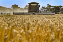 Trung Quốc, Australia chấm dứt cuộc chiến lúa mạch