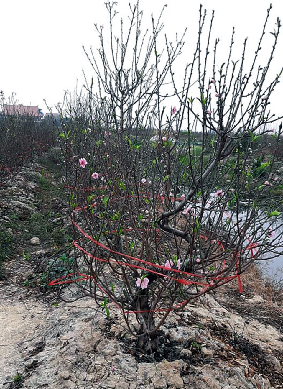 Thương lái hủy mua, đòi tiền đặt cọc: Làng đào Hải Dương kêu cứu - 1 Thương lái hủy mua, đòi tiền đặt cọc: Làng đào Hải Dương kêu cứu - 1