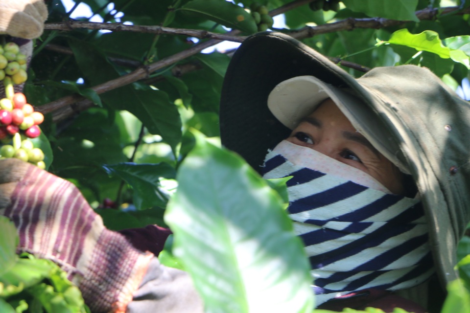 Vất vả mưu sinh bằng nghề hái cà phê thuê ở Tây Nguyên - 5