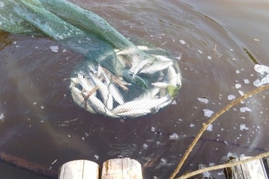 Vụ cá chết trên sông Âm: Nước sông có màu đen đục