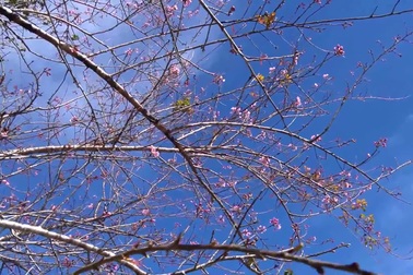 Cảnh du khách tấp nập nên ngắm hoa mai anh đào