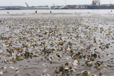 Người dân khốn đốn vì ngao chết trắng trước ngày thu hoạch