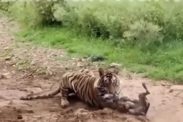 Hổ nằm giả chết như thật khiến chú chó mắc bẫy