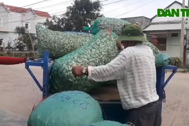 Giá kiệu Tết tăng cao, nông dân phấn khởi thu lãi tiền triệu mỗi sào