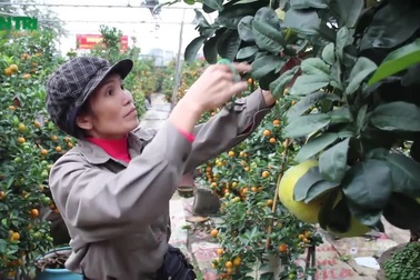 Tận mắt bưởi cảnh “độc nhất Hà Thành” trả trăm triệu không bán!