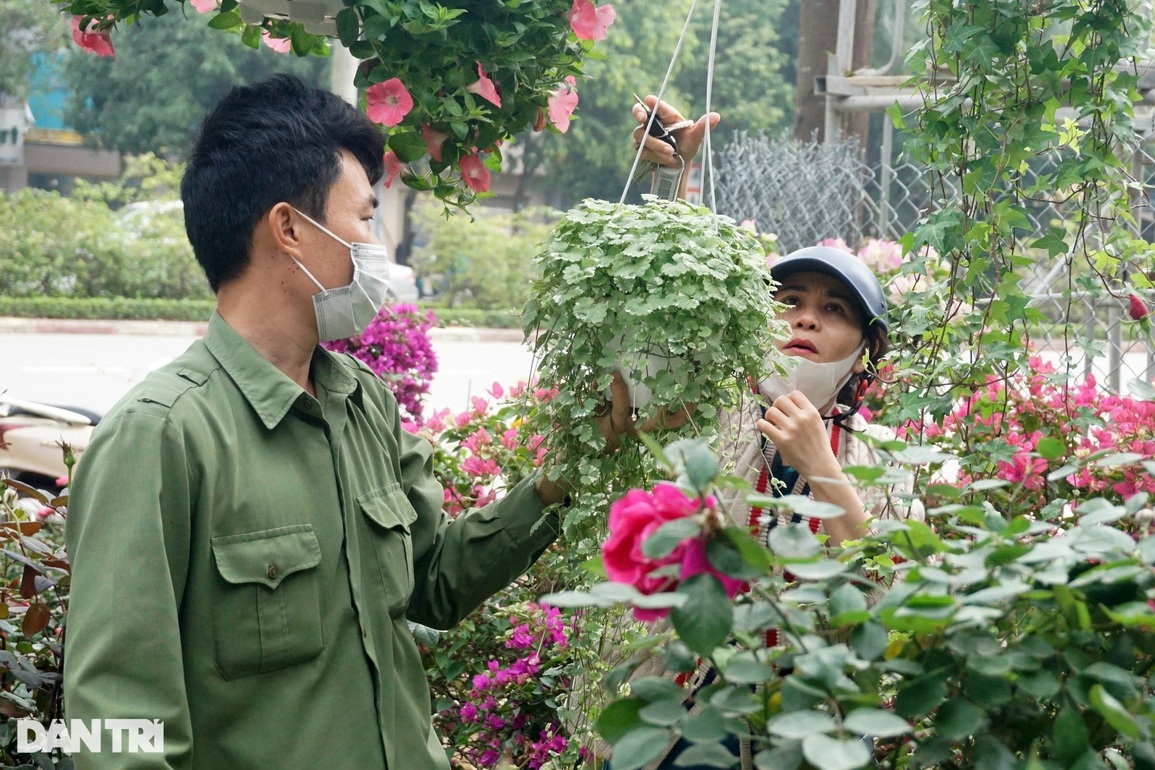 Hoa trạng nguyên, lồng đèn xuống phố đọ sắc Tết với đào, mai - 5 Hoa trạng nguyên, lồng đèn xuống phố đọ sắc Tết với đào, mai - 5