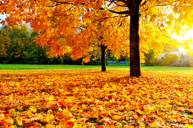 Tháng 8 chớm Thu - ta có hẹn với châu Âu mùa lá rụng