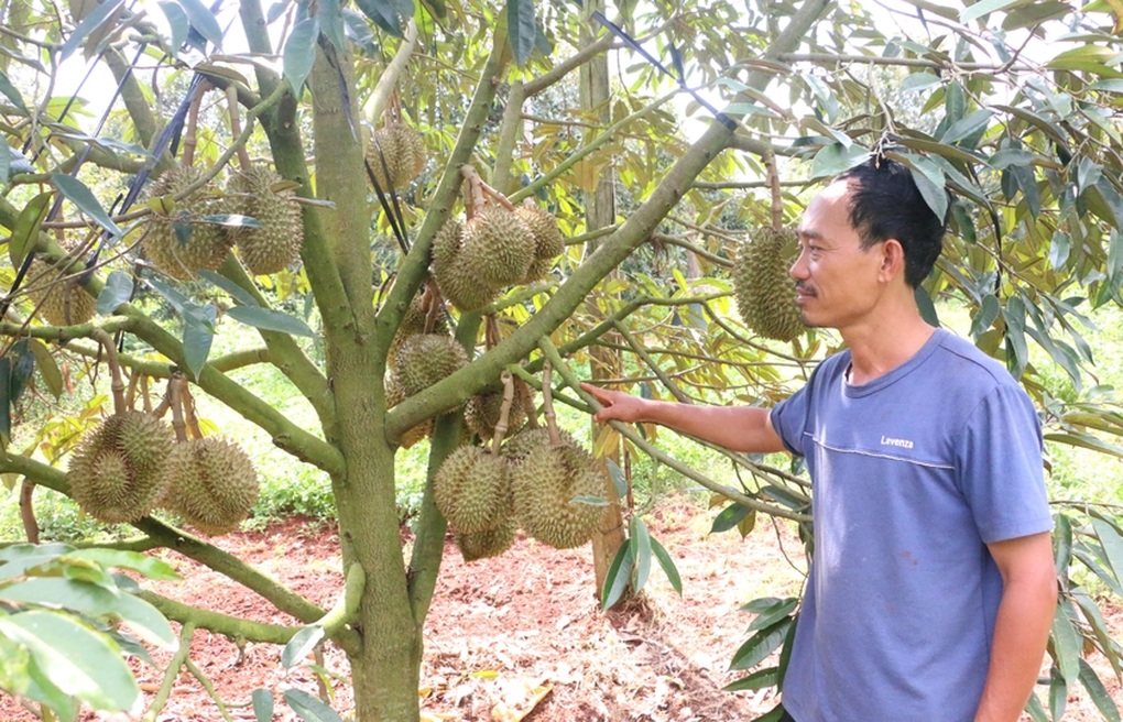 Ba nông dân kiếm tiền tỷ, mỗi người trồng một loại cây siêu trái - 2 Ba nông dân kiếm tiền tỷ, mỗi người trồng một loại cây siêu trái - 2