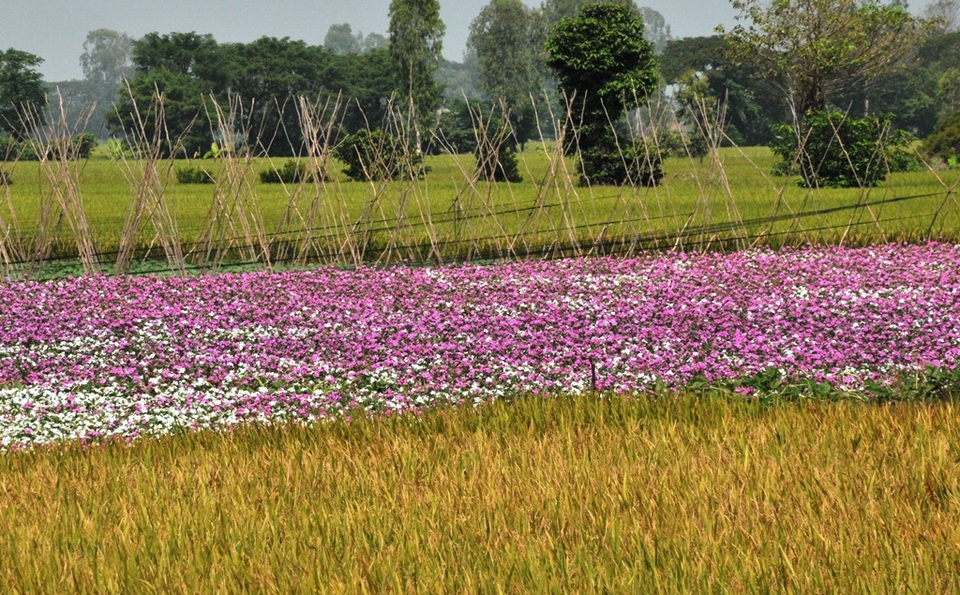 Ngất ngây với cánh đồng hoa dừa cạn ở An Giang - 15 Ngất ngây với cánh đồng hoa dừa cạn ở An Giang - 15