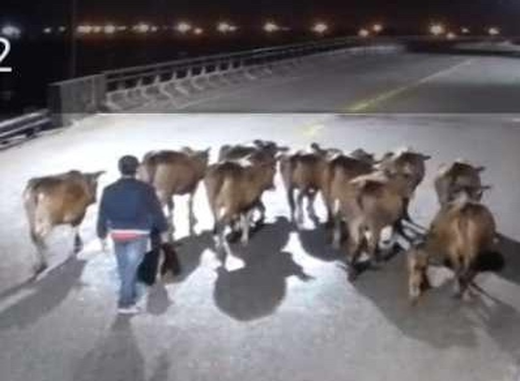 Đàn bò 12 con bị kẻ lạ mặt lùa đi trong đêm - 1 Đàn bò 12 con bị kẻ lạ mặt lùa đi trong đêm - 1