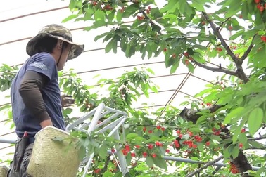 Trang trại trồng cherry đắt đỏ, giá 9 triệu đồng/hộp ở Nhật Bản