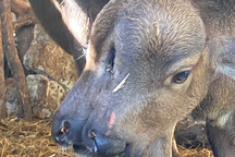 Hi hữu: Trâu con mới sinh có 2 miệng, 2 mũi ở Quảng Nam