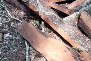 Vụ phá rừng di sản: 17 lâm tặc và 1 trạm trưởng kiểm lâm lãnh án