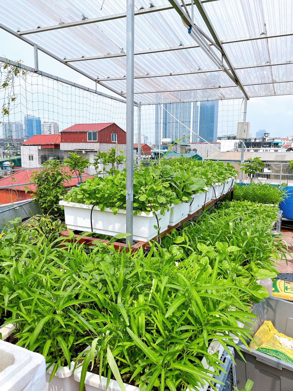 Vợ chồng trồng rau tặng hàng xóm, mua thực phẩm giúp người nghèo mùa dịch - 1 Vợ chồng trồng rau tặng hàng xóm, mua thực phẩm giúp người nghèo mùa dịch - 1